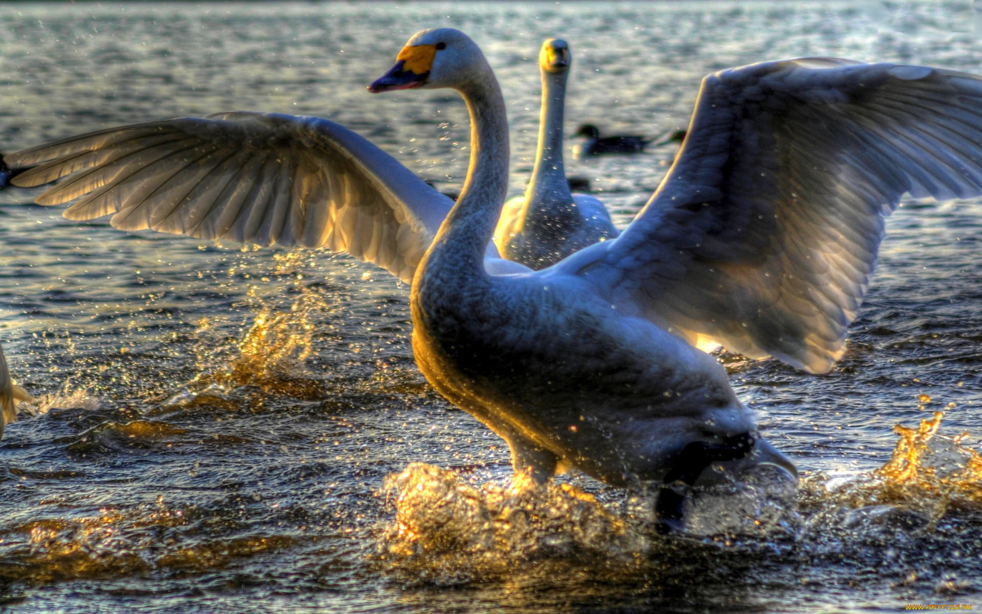 graceful, swans, , , , 